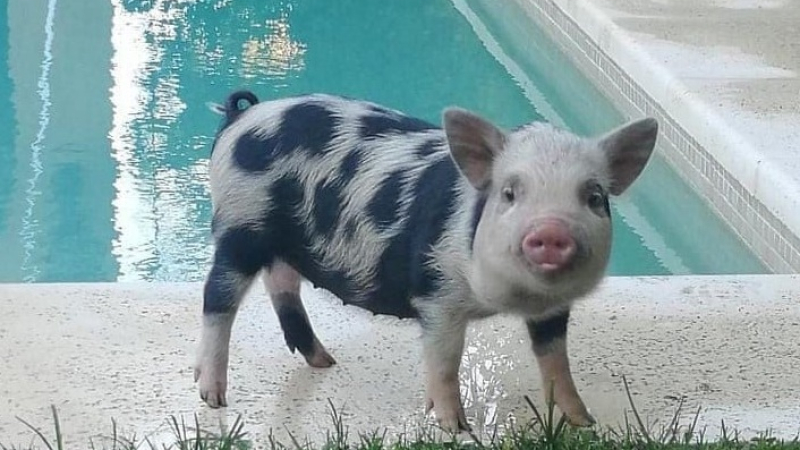 Imperdonable: adoptó una minipig como mascota y la hizo asado con sus amigos