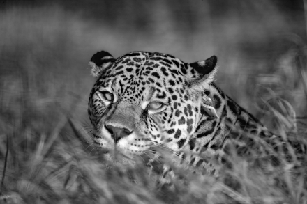 Yaguarete - Isis - Matias Rebak - 00010 (1).jpg