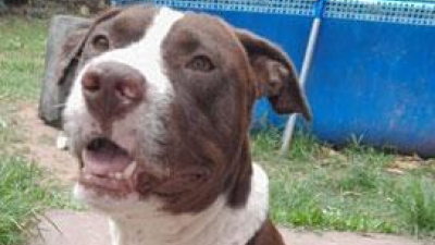 Buscan hogar para Clifford
