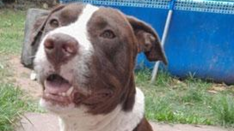 Buscan hogar para Clifford