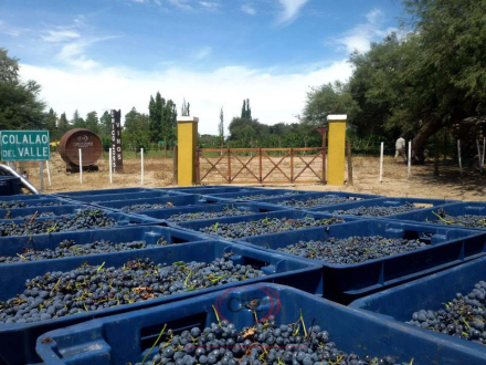 ruta vino3.jpg