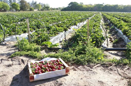 frutillas-cajon-laguna-blanca-portada.png