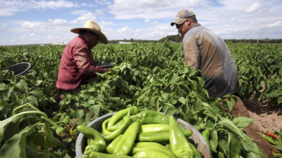 En febrero el consumidor pagó 3,1 veces más de lo que cobró el productor de agroalimentos