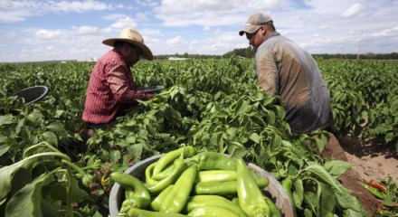 agroalimentos.jpg