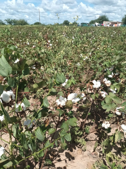 algodon agroecológico.JPG