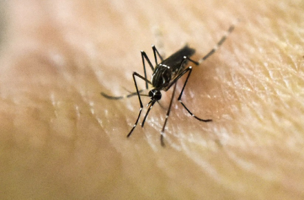 mosquito.jpg