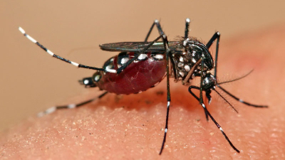 En una semana, los casos de dengue crecieron un 144%