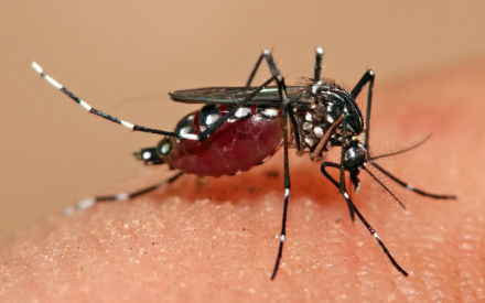 dengue.jpg