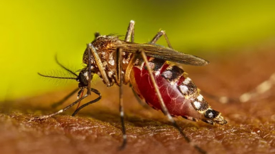 El mapa del dengue en la Argentina: cuáles son los distritos más afectados por el brote