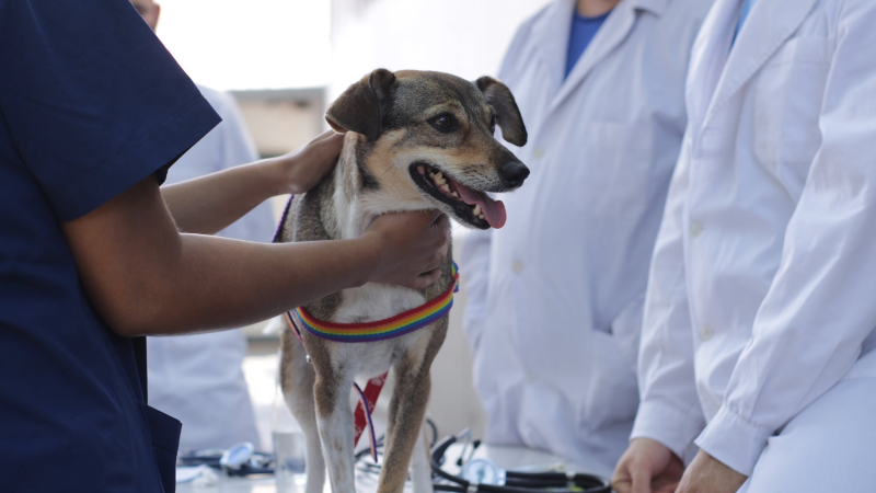 Está abierta la inscripción para la actualización anual de veterinarios