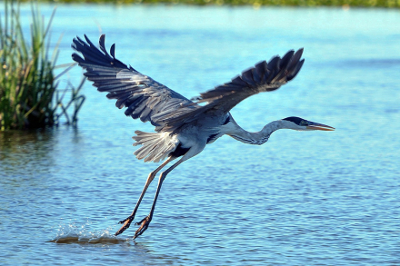 aves9.jfif
