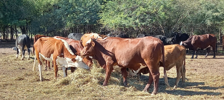 GANADERIA TECNICA.jpg