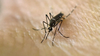 Dengue: medidas domésticas para prevenir el contagio