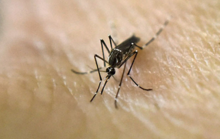 aedes.jpg