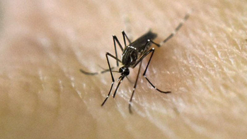 Dengue: medidas domésticas para prevenir el contagio
