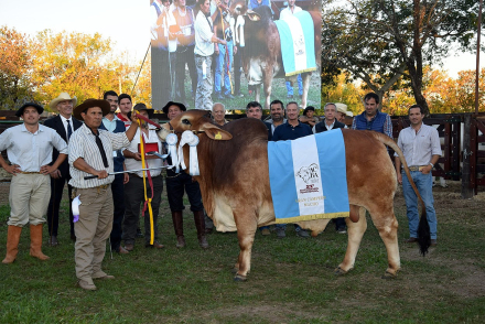 gran campeon macho.jpg