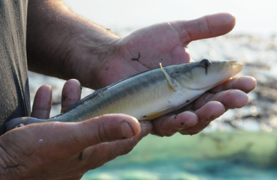 Un estudio confirma que creció la población de peces en el río Paraná