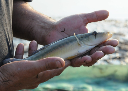 peces rio.jpg