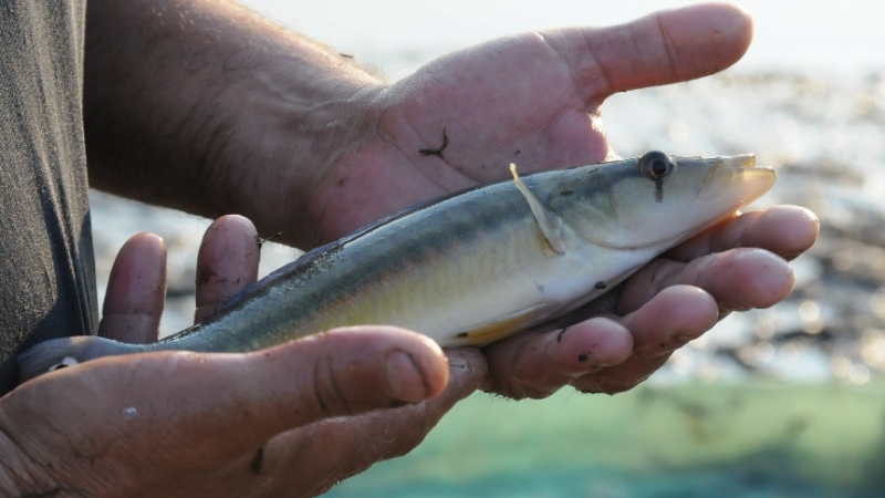 Un estudio confirma que creció la población de peces en el río Paraná