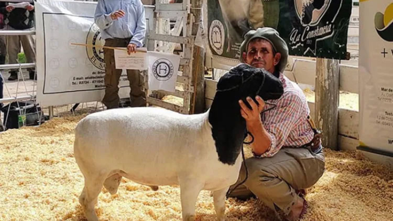 Cabañas de ovejas dorper del norte con protagonismo en el segundo nacional