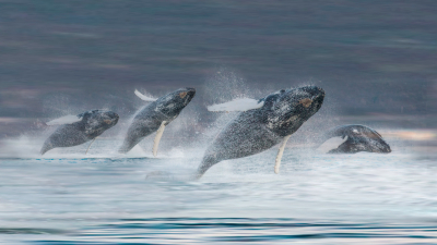 Ballena