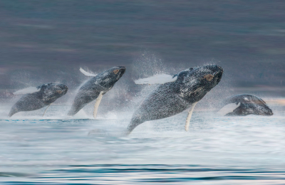 Ballena