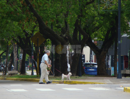 abuelo perrito.JPG