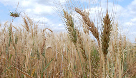 Trigo en el Chaco.jpg
