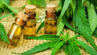 Madura una nueva cadena de valor de la mano del cannabis medicinal
