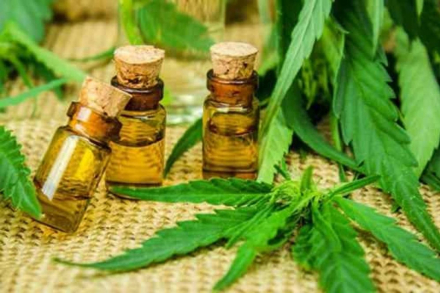 CANNABIS2.JPG