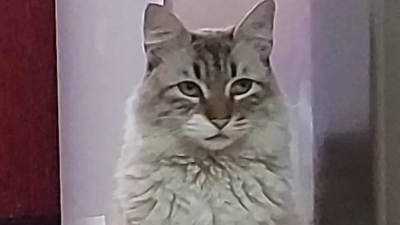 Buscan a "Cachu" y se gratificará a quien ayude a encontrarlo