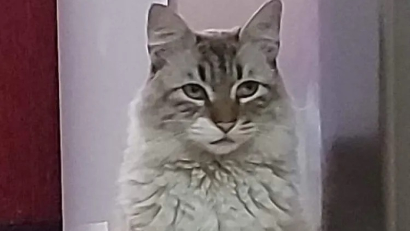Buscan a "Cachu" y se gratificará a quien ayude a encontrarlo