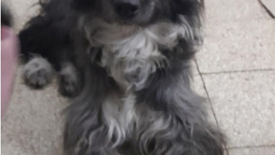 Adopción responsable en Resistencia