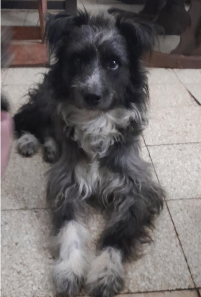 bordercollie.jpg