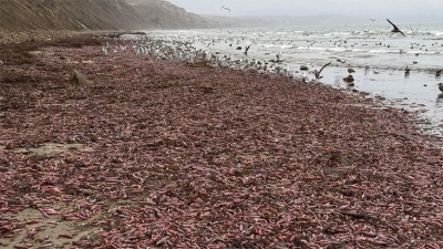 Invasión de peces pene en las playas de Río Grande