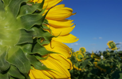 Pese a la falta de agua, los productores vuelven a apostar por el girasol