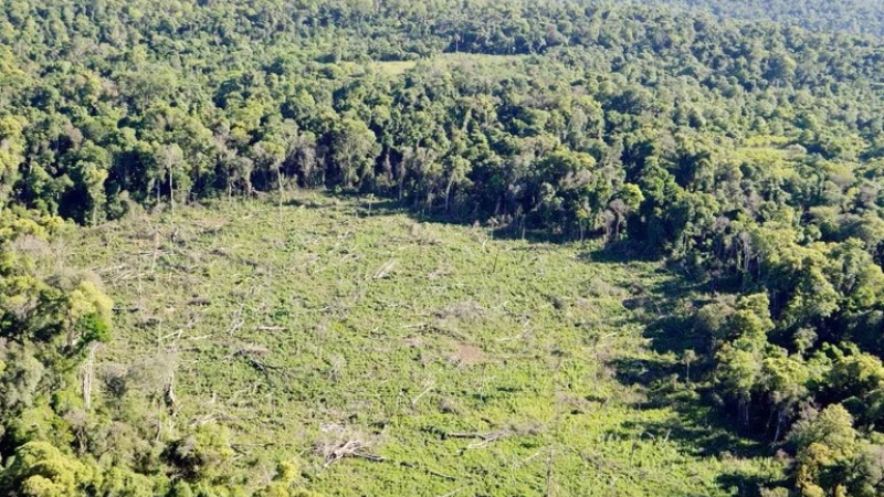 Lenta recuperación de los bosques paraguayos