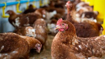 Barrio Los Teros: robaron 630 gallinas a una fundación 