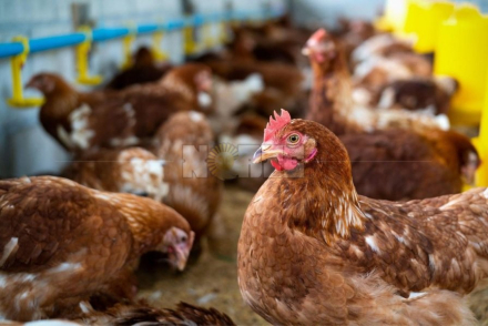 gallinas dos.jpg