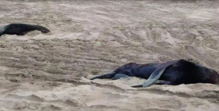 lobos marinos muertos.JPG