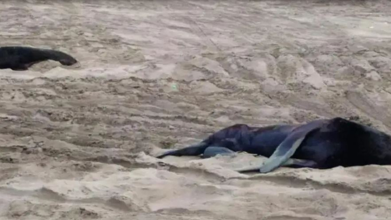 Detectaron gripe aviar en más de una decena de lobos marinos muertos en playas de Viedma