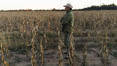 Ante la escasa lluvia, la agricultura del oeste del Chaco se encuentra en alerta