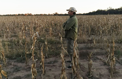 Ante la escasa lluvia, la agricultura del oeste del Chaco se encuentra en alerta