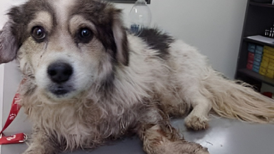 "Checho" necesita la solidaridad de la comunidad mascotera