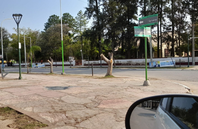 Incomprensible masacre de árboles, a contramano del futuro