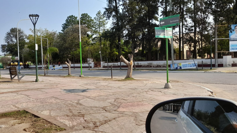 Incomprensible masacre de árboles, a contramano del futuro