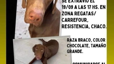 Gratificarán por Rogelio, el perro que se perdió hace 15 días