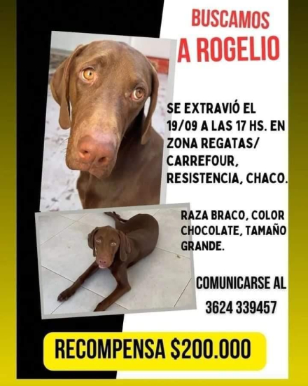 perro tres.jfif