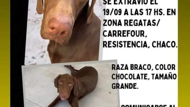 Gratificarán por Rogelio, el perro que se perdió hace 15 días