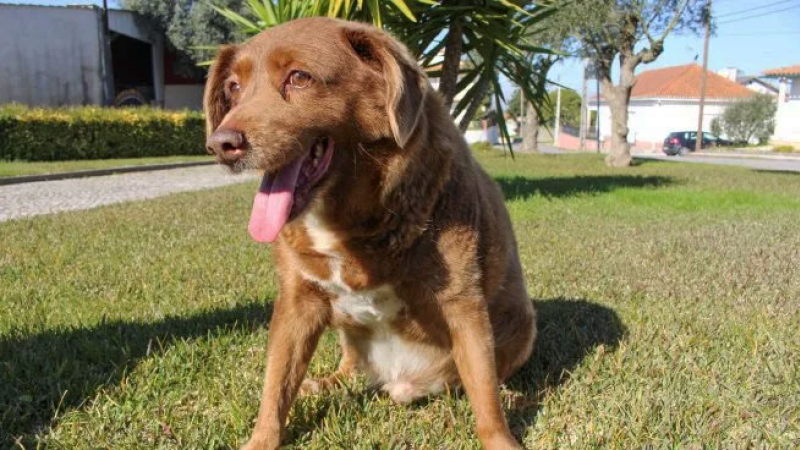 Murió Bobi, el perro más viejo del mundo
